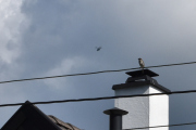 Morten 10 mai 2025 - Politihelikopter over Høyenhall, klokken er 15.22 og hvis dere visste hvor mye jeg jobber med disse bildene - dette er en gråspurv