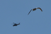 Morten 18 mai 2025 - Politihelikopter over Høyenhall, selvfølgelig er dem ute i dag også, jeg ventet bare på den riktige anledningen - en fugl