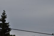 Morten 29 mai 2025 - Politihelikopter over Høyenhall blir det siste bilde mitt i kveld, men her fikk vi med en fugl til