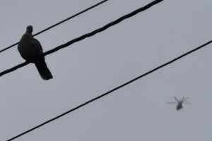 Helikoptre 2025 november