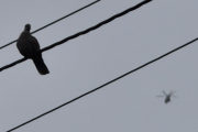 Morten 2 november 2025 - LN-ORB over Høyenhall. men så har vi mandag 2 november 2020. Da skrev jeg - så når beredskapstroppen, bombegruppa, krise- og gisselforhandlerne og politiets helikoptertjeneste er i nærheten så kommer vi nok til å se mer av dem