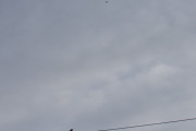 Morten 29 november 2025 - Drone over Høyenhall igjen, her fikk jeg med en fugl også. Tror skjæra er litt skeptisk
