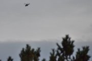 Morten 10 oktober 2025 - Politihelikopter over Høyenhall, og det har vi. Den 10 oktober 2021 og 10 oktober 2022, og det ble ingen fugl denne gangen heller