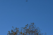 Morten 18 oktober 2025 - Politihelikopter over Høyenhall, jeg vil ha med en fugl i dag. Men her ble det bom