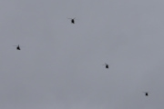 Morten 30 oktober 2025 - Fire Bell 412 Arapaho over Høyenhall