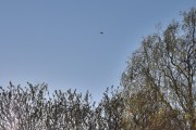 Morten 26 april 2026 - Politihelikopter over Høyenhall
