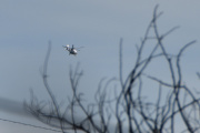 Morten 10 februar 2026 - Politihelikopter over Høyenhall