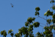 Morten 31 mai 2026 - LN-OZM over Høyenhall