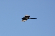 1 mai 2017 - Skjæra er en elegant flyver