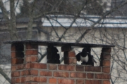 13 april 2017 - Skjæra varmer seg under pipa