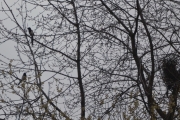 14 april 2017 Skjærene er kjærester