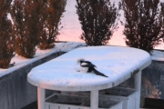 2 desember 2017 - Den usynlige Skjæra, i dag er du litt rar