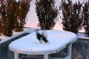 2 desember 2017 - Den usynlige Skjæra, godt og se deg litte grann da