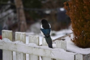 2 desember 2017 - Skjæra på gjerdet, nå snakker vi rolig og fin