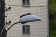21 september 2017 - Her fikk jeg tatt Ekornet som også var her i går