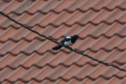 22 juni 2017 - bra den satte seg ned igjen nå