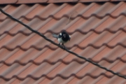 22 juni 2017 - her skulle jeg ha filmet, detter den ned?
