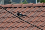 22 juni 2017 - nei da, den holder seg oppe