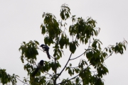 22 juni 2017 - den gjør et nytt forsøk og mor er i nærheten