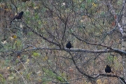 22 oktober 2017 - Skjærene Kråka Svarttrostene. Tar et nærbilde av de tre som sitter i treet men det regner så fælt så vi for gi oss