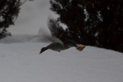 24 desember 2017 - jaggu klarer de og fly med brødbiten