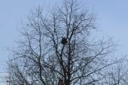 25 mars 2017 - sånn ser reiret ut nå