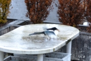 26 november 2017 - Skjæra klar for take off