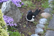 27 mai 2017 - Vil ikke flytte meg