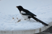 3 desember 2017 - ja du koser deg nå, gidder ikke å fly bort en gang