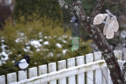 31 desember 2017 - Hadde du vært litt raskere kompis hadde jeg fått tatt bilde av dere begge