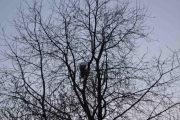 5 april 2017 - Skjærereiret