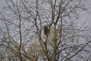 6 april 2017 - Skjærereiret