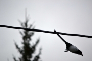 23 september 2017 - Men frokost skal han ha, dermed basta