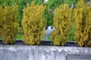25 mai 2017 - hjelp! en katt bak buskene