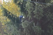 14 oktober 2017 - Et grantre rett ved siden av der moren og faren bor
