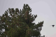 Skjærereiret 1 mai 2017 - Skjæra flyr fra reiret