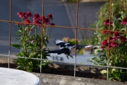 1 september 2018 - Trenger ikke å si at 30 x 30 cm er mer en nok for Skjæra å fly igjennom