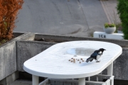 12 august 2018 - Nå er det middag på våres gjester