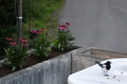 16 august 2018 -  Jo da, frokosten kan inntas