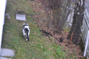 17 november 2018 - Gudskjelov kommer det en katt som kan roe det hele ned