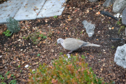 17 november 2018 -  Det er ikke vær dag at Tyrkerdua spaserer i blomsterbedet så vi må spandere noen bilder på dette
