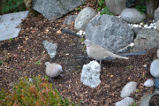 17 november 2018 -  Men så lander det en til