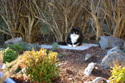 18 november 2018 - Til og med katten som stikker innom rett som det er, er på plass