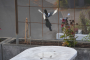20 oktober 2018 - Har du sett dem fly?