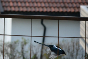 21 oktober 2018 - Vi stuper, enten foran eller bak gitteret