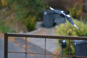 21 oktober 2018 - Gå - take off