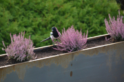 21 oktober 2018 - Gittergjerde og blomsterkasser i stål er midt i blinken når det gjelder fugler