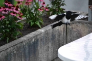 21 september 2018 - Når de inntar frokosten i denne stillingen blir det en hektisk dag