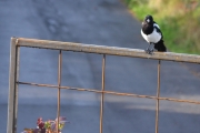 23 august 2018 - Første gangen en Skjære setter seg ned på det nye gitteret