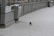 25 november 2018 - Ankomst Høyenhall T-banestasjon og hvem ser jeg der?